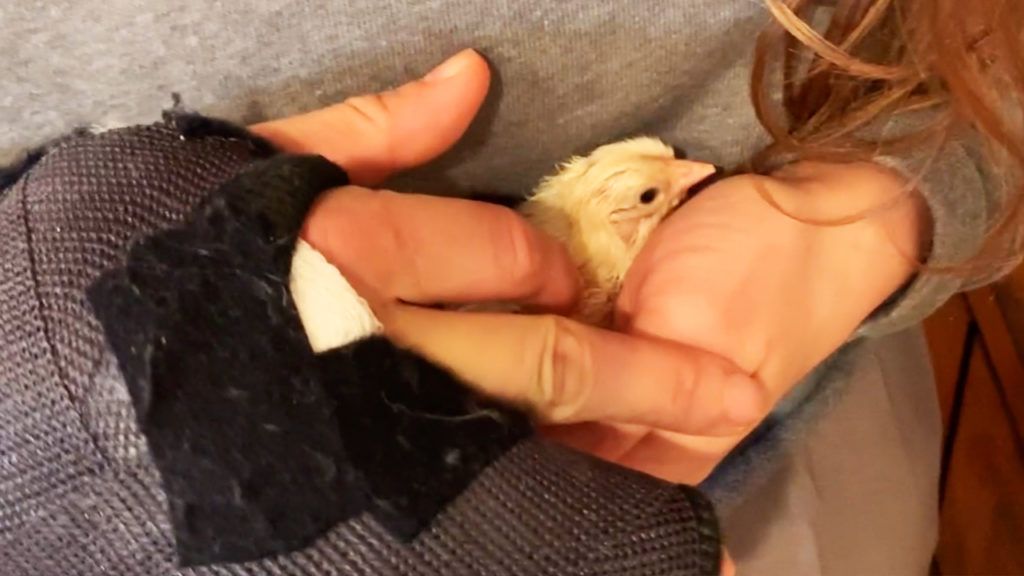 Ronda Rousey holding baby chick