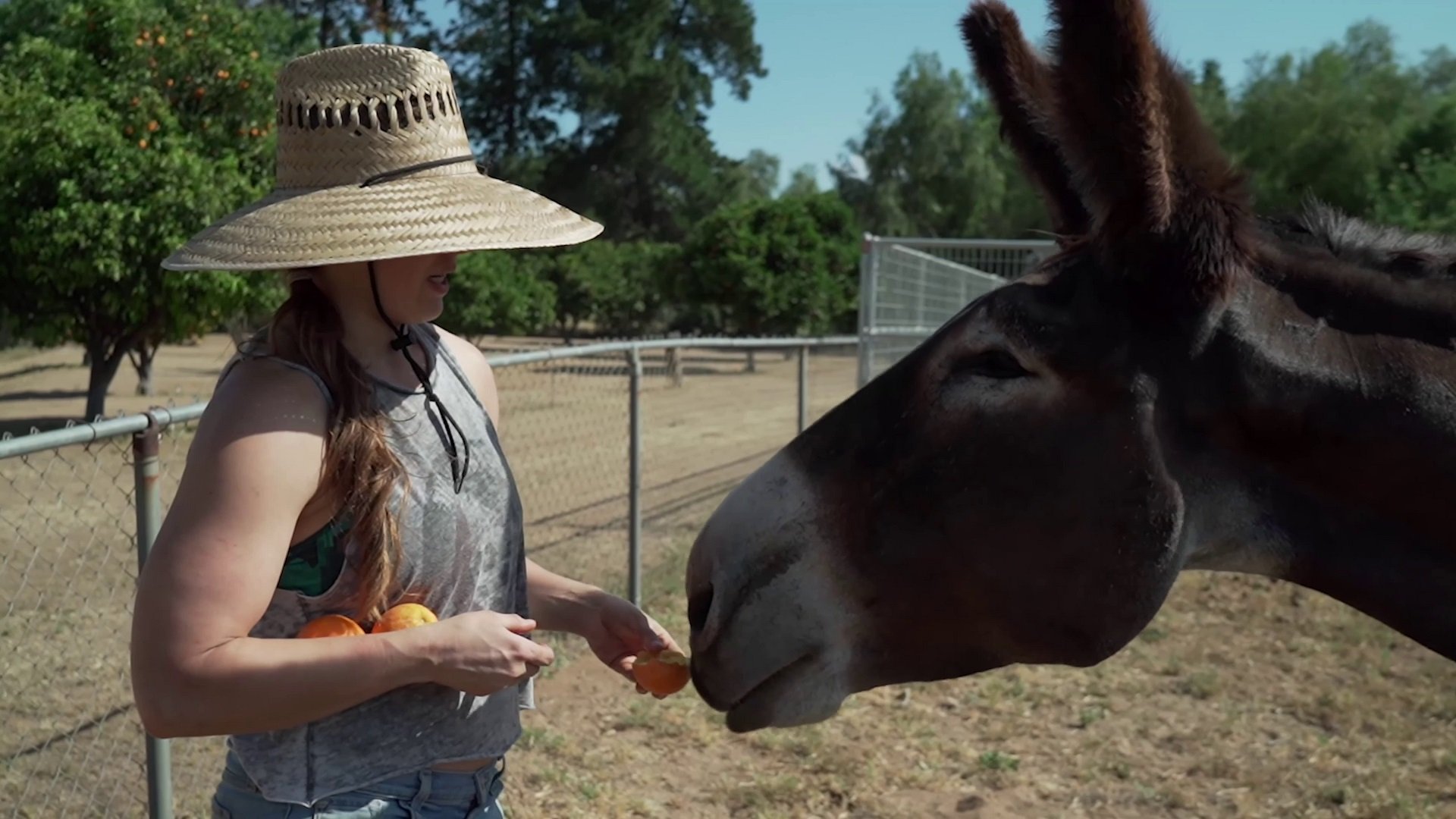 Ronda Rousey's Love for Her Donkey Milly